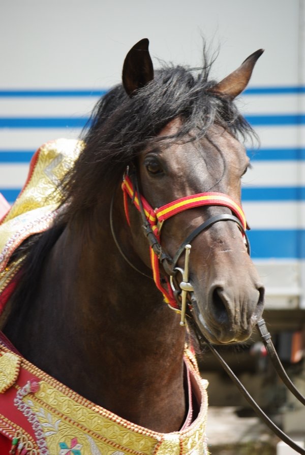 Le Moussem des Cultures 2008 119.jpg